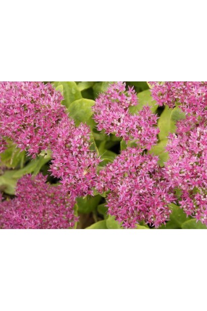 Очиток (седум) видный ‘Неон’ 